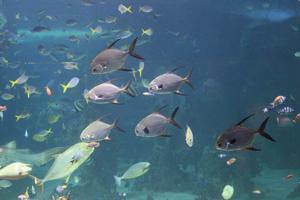Sealife in Sydney