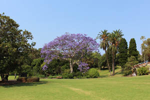 Botanic Garden in Sydney