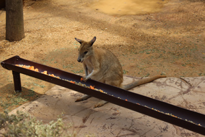 Wildlife in Sydney